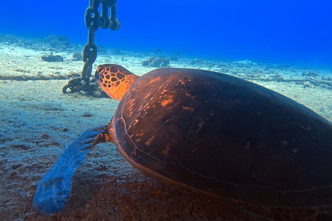 Certified Diver:2-Tank Deep Wreck and Shallow Reef Dives off Oahu - Preparing for the Dives