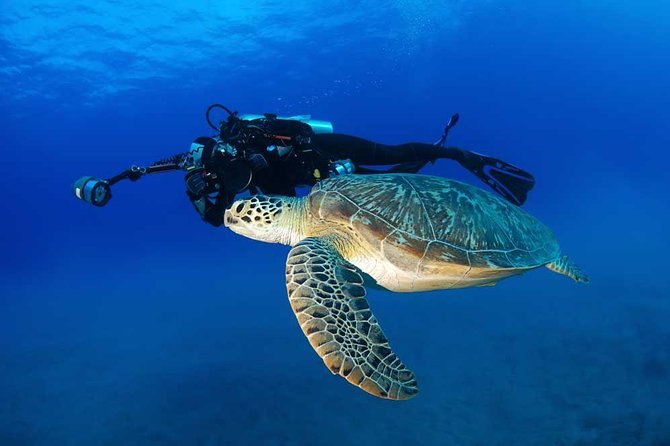 Certified Diver:2-Tank Deep Wreck and Shallow Reef Dives off Oahu - Important Reminders for Divers