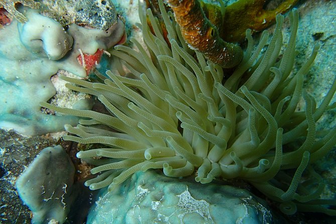 Certified Guided Reef Dive in St Thomas - Customer Reviews