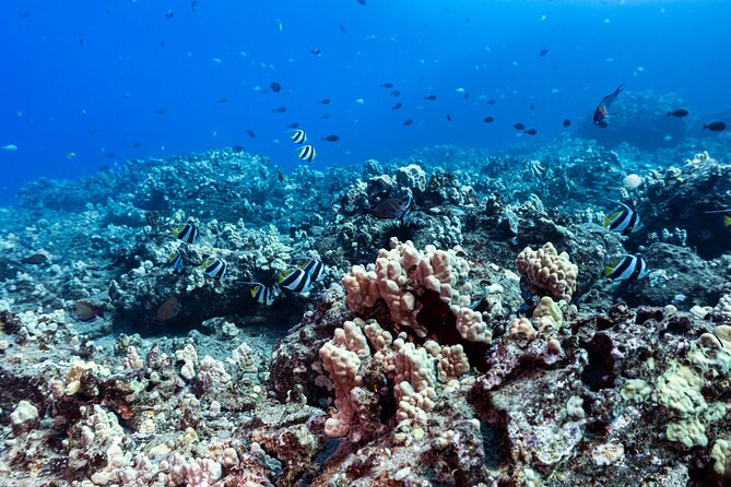 Certified Scuba Diving Experience in Honolulu - Inclusions and Amenities