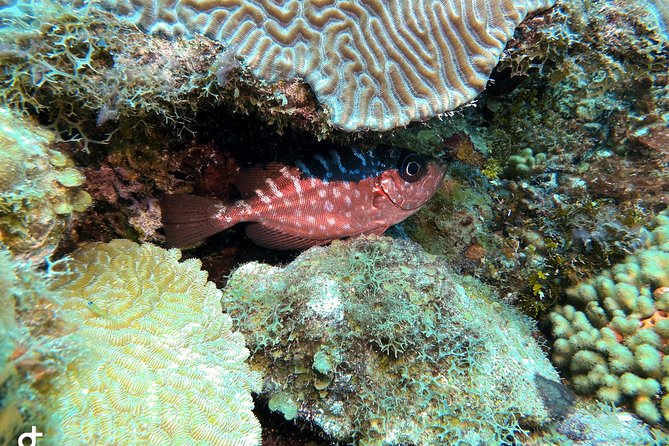 Certified Scuba Diving in Curacao - Health and Safety Requirements