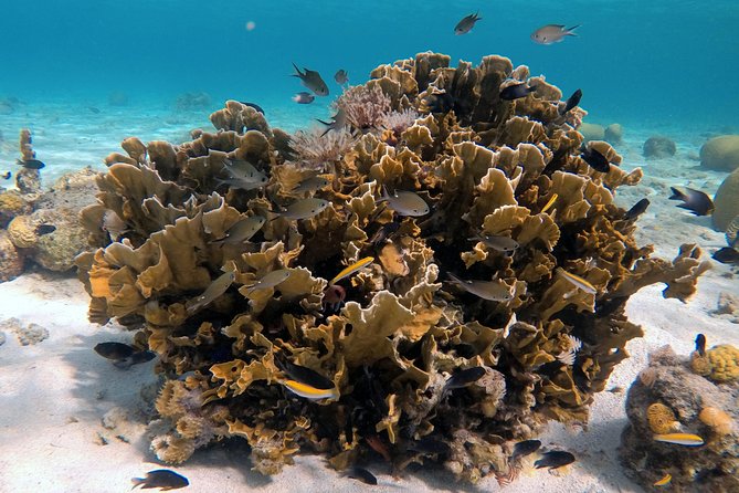 Certified Scuba Diving in Curacao - Pricing and Reviews