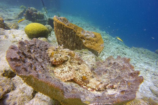 Certified Scuba Diving in Curacao - Exploring Coral Reefs and Marie Pampoen