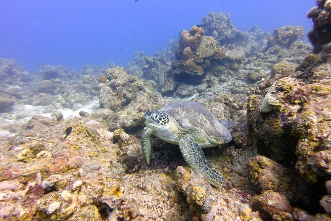 Certified Scuba Diving in Curacao - Diverse Marine Life Encounters