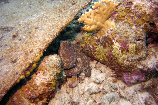 Certified Scuba Diving in Curacao - Personalized Attention in Small-Group Setting