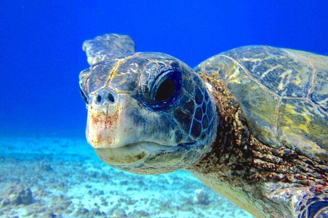 Certified Shore Dive in Kaanapali - Activity Details and Inclusions