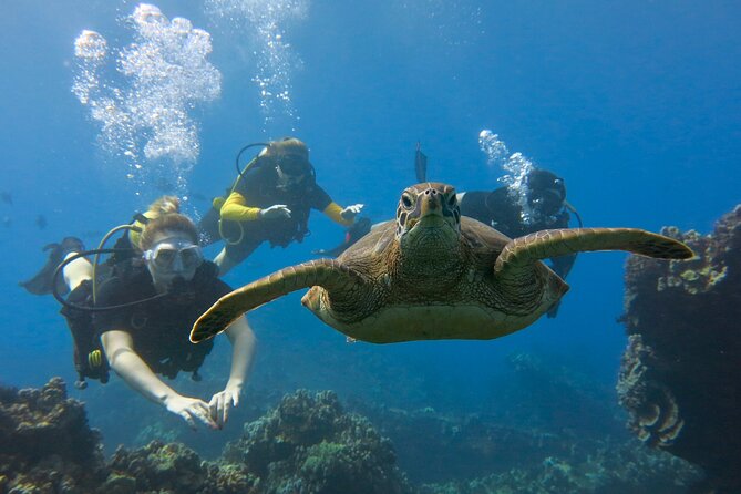 Certified Shore Dive in Kaanapali - Exploring Pristine Maui Waters