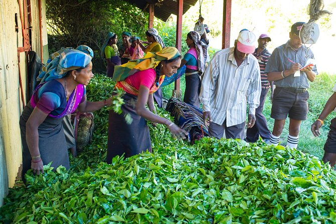 Ceylon Tea Experience Start From Colombo Port Passenger Terminal - Schedule and Availability