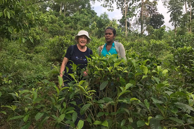 Ceylon Tea Experience Start From Colombo Port Passenger Terminal - Experience Accessibility
