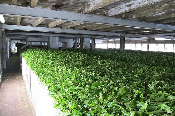 Ceylon Tea Experience Start From Colombo Port Passenger Terminal - Dress Code and Health Restrictions