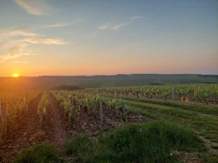 CHABLIS PRIVATE HALF DAY WINE TOUR - Experience Highlights