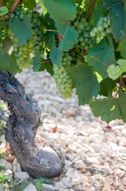 CHABLIS PRIVATE HALF DAY WINE TOUR - Group and Seminar Requests