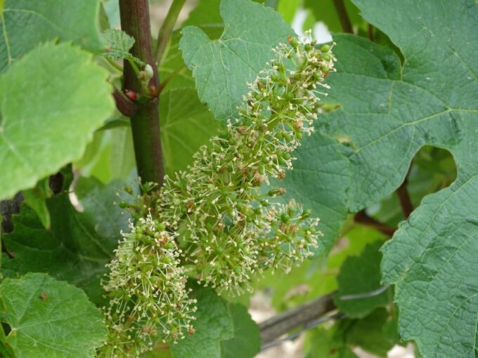 CHABLIS PRIVATE HALF DAY WINE TOUR - Itinerary Changes