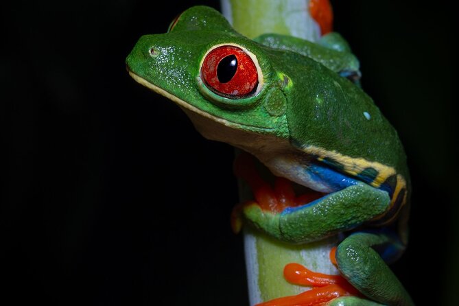Chachagua Rainforest Night Walk Tour - Key Points