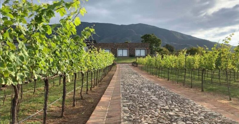 Chalapa: Vineyards Tour - Experience Highlights