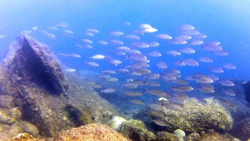 Chalkidiki: Scuba Diving for Beginners in Kassandra - Program Accreditation Opportunities