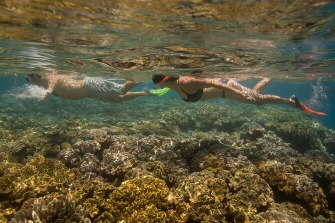 Cham Island Daily Tour - Snorkeling Experience - Guest Feedback