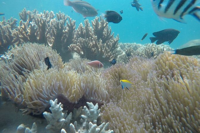 Cham Island Exploration Tour and Swimming With Local Guide - Good To Know