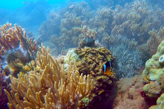 Cham Island Exploration Tour and Swimming With Local Guide - Highlights of the Exploration