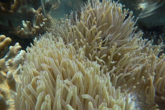 Cham Island Sea Trek and Snorkeling by Speedboat - Overview of the Tour