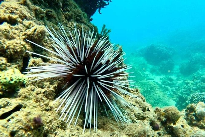 Cham Island Snorkeling Daily Group Tour, Sunbathing, Nice Beaches - Biosphere Reserve Exploration