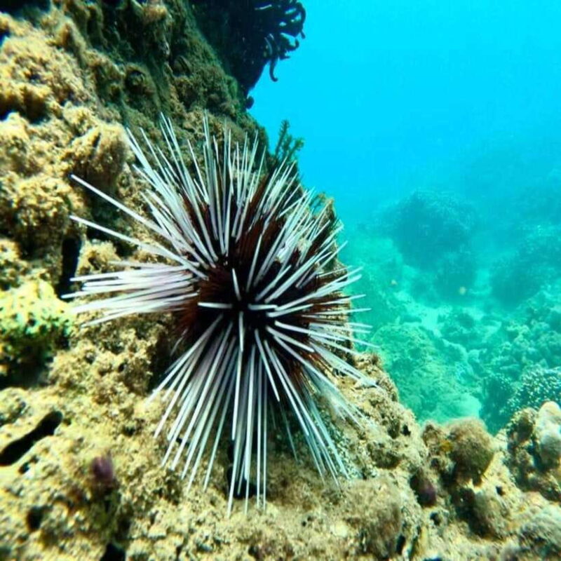 Cham Island - Snorkeling Tour From Hoi An/Danang - Transportation and Inclusions