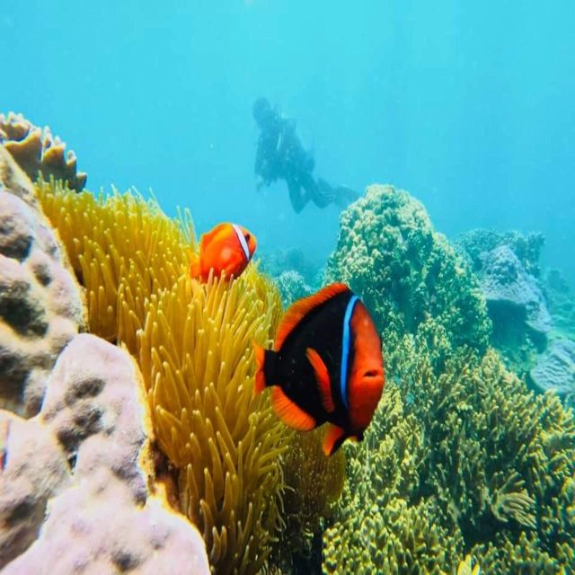 Cham Island - Snorkeling Tour From Hoi An/Danang - Highlights of the Cham Island Snorkeling Experience
