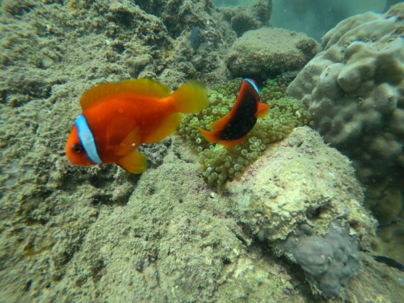 Cham Island: Underwater Walking & Snorkeling Tour - Not Suitable For