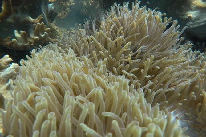 Cham Islands Snorkeling Tour by Wooden Boat From Hoi an - Reviews and Feedback