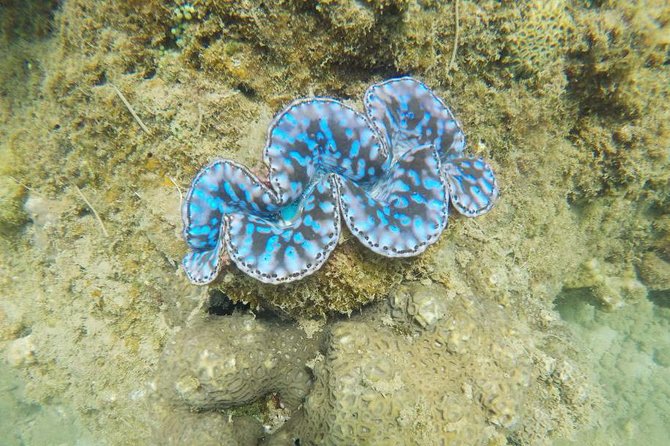 Cham Islands Snorkeling Tour by Wooden Boat From Hoi an - Snorkeling the Vibrant Reef