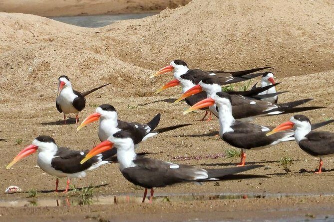 Chambal River Safari - Why the Chambal River Safari Is Worth Considering