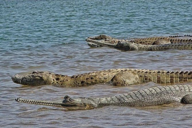 Chambal River Safari - FAQs
