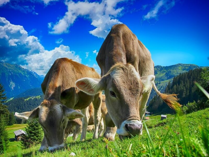Chamonix and Aravis Local Tour - Stunning Alpine Landscapes
