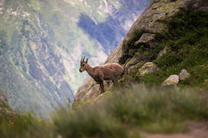 Chamonix: Guided Tour to the Aiguille Du Midi and Montenvers - Customer Feedback