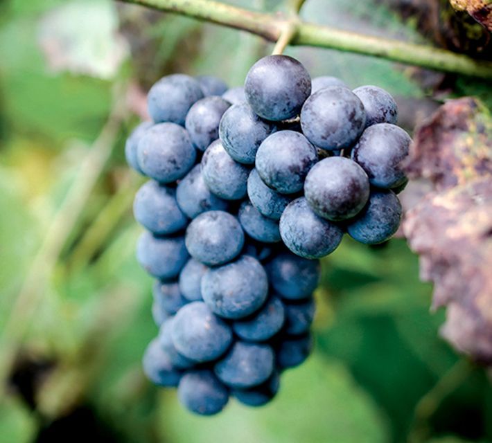 Champagne: Canard-Duchêne Champagne House Tour - Tasting Options and Selections