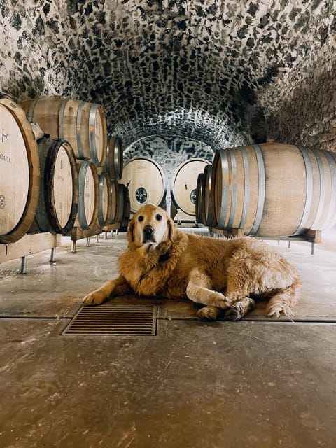 Champagne Cellar Experience: Explore Our Historic Cellars - Tasting Champagne Ratafia