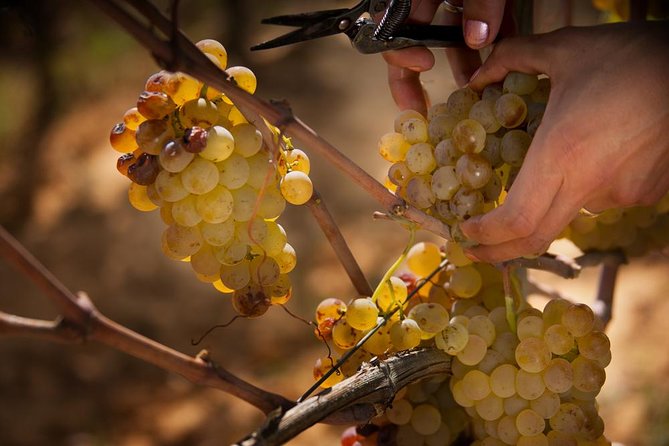 Champagne Cellar Tour and Tasting - Tour Overview