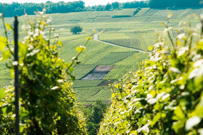 Champagne Day Trip With 6 Tastings, Reims and Winery From Paris - Meeting and Pickup Information