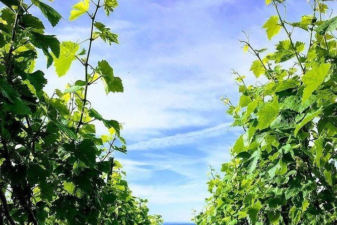 Champagne Lamiable: From the Vineyard to Your Own Bottle Full Experience - Meet Your Private Tour Guide