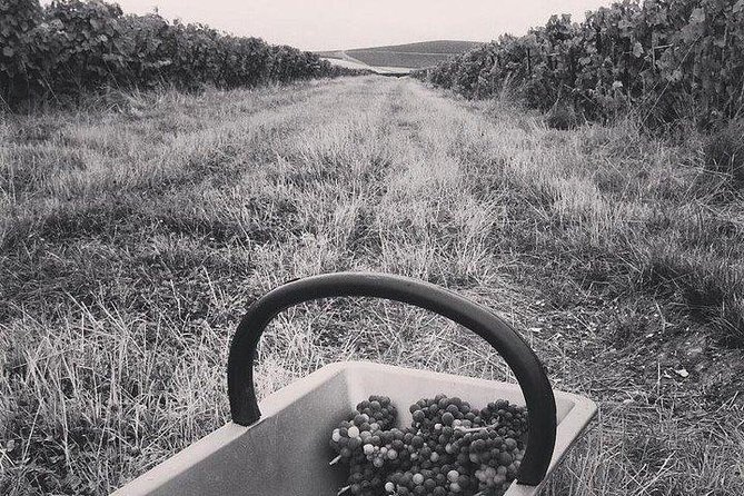 Champagne Lamiable: Stroll and Taste in the Grand Cru Champagne Vineyard - Family History of Champagne Lamiable
