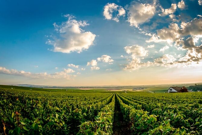 Champagne Lovers Full-Day Private Mercedes Tasting Tour  - Reims - Exclusive Champagne Tastings