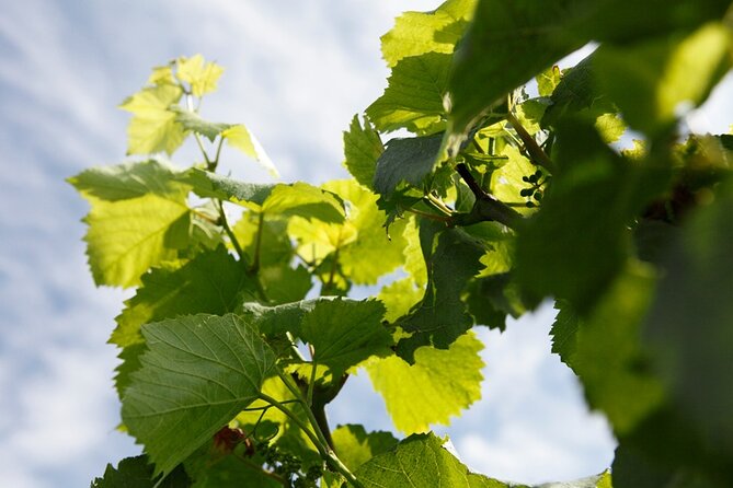 Champagne Lovers Full-Day Private Mercedes Tasting Tour  - Reims - Expert Guides and Local History