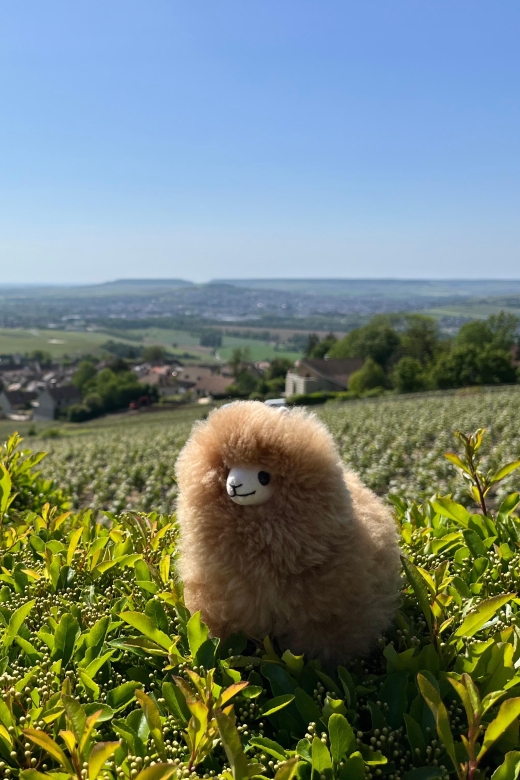 Champagne Private Day Trip: Epernay & Reims 9 Glasses - Champagne Experiences