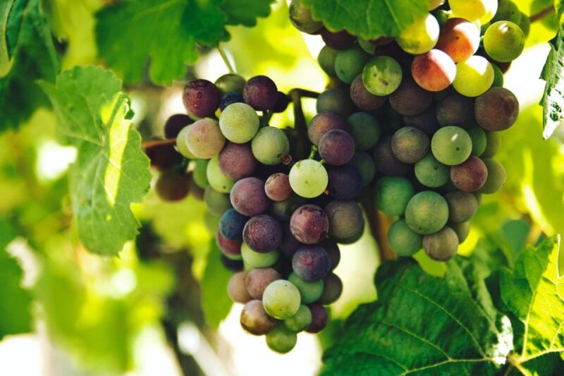 Champagne Private Tour From Your Hotel in Paris - Champagne Tasting Experience