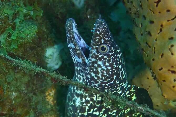 Champagne Reef, Bubble Beach and Scotts Head Snorkeling Tour by Boat in Dominica - Pricing and Booking Information