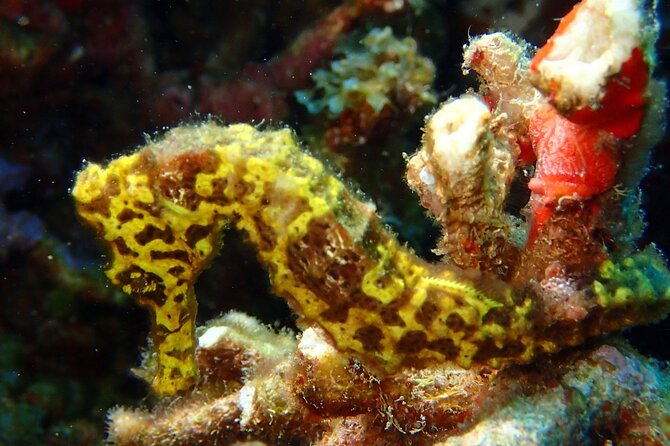 Champagne Reef, Bubble Beach and Scotts Head Snorkeling Tour by Boat in Dominica - Vibrant Marine Life and Shipwrecks