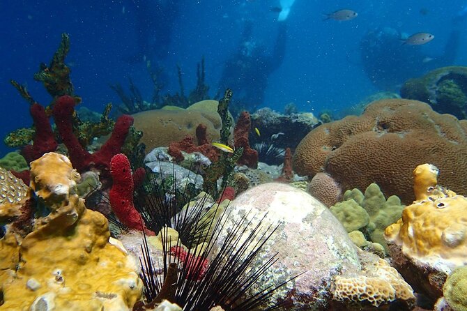 Champagne Reef, Bubble Beach and Scotts Head Snorkeling Tour by Boat in Dominica - Knowledgeable and Professional Tour Guide