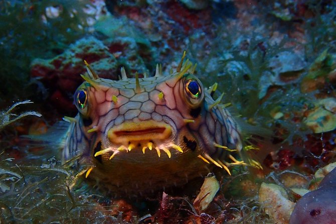 Champagne Reef Snorkeling Tour at Champagne Beach in Dominica - Tour Details and Inclusions