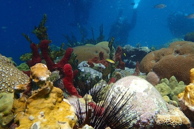 Champagne Reef Snorkeling Tour at Champagne Beach in Dominica - Customer Reviews