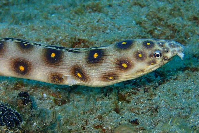 Champagne Reef Snorkeling Tour at Champagne Beach in Dominica - Relaxation Opportunities